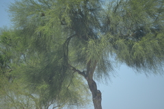 Parkinsonia