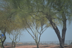 Parkinsonia florida