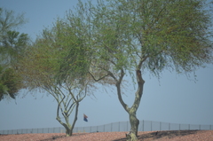 Prosopis juliflora