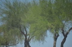 Parkinsonia florida