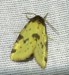 Azenia obtusa