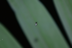 Cyclosa argenteoalba