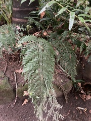 Asplenium × lucrosum