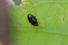 Coleoptera