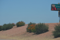 Caesalpinia