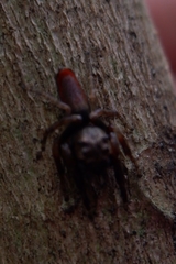 Salticidae