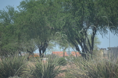 Prosopis juliflora