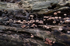 Fungi