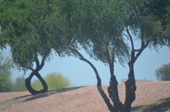 Prosopis