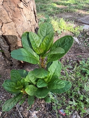Phytolacca americana