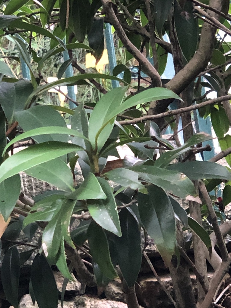 Hong Kong camellia in May 2022 by isfearth-secondary · iNaturalist