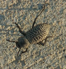 Cryptoglossa variolosa