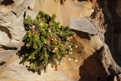 Erica depressa