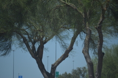 Parkinsonia florida
