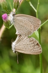 Lepidoptera