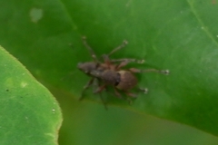Insecta