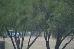 Prosopis juliflora