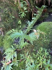 Blechnum orientale