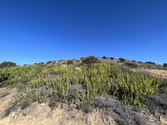 Diplacus clevelandii