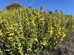 Diplacus clevelandii