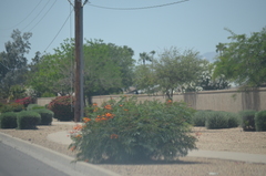 Caesalpinia