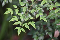 Nandina domestica