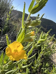 Diplacus clevelandii