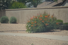 Caesalpinia