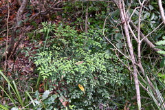Nandina domestica