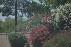 Nerium oleander
