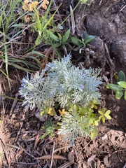 Artemisia arborescens