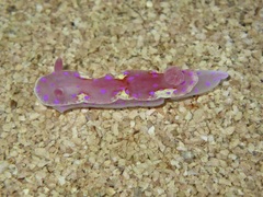 Thorunna arbuta