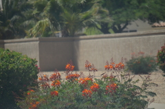 Caesalpinia
