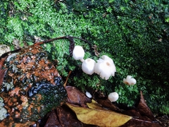 Favolaschia manipularis