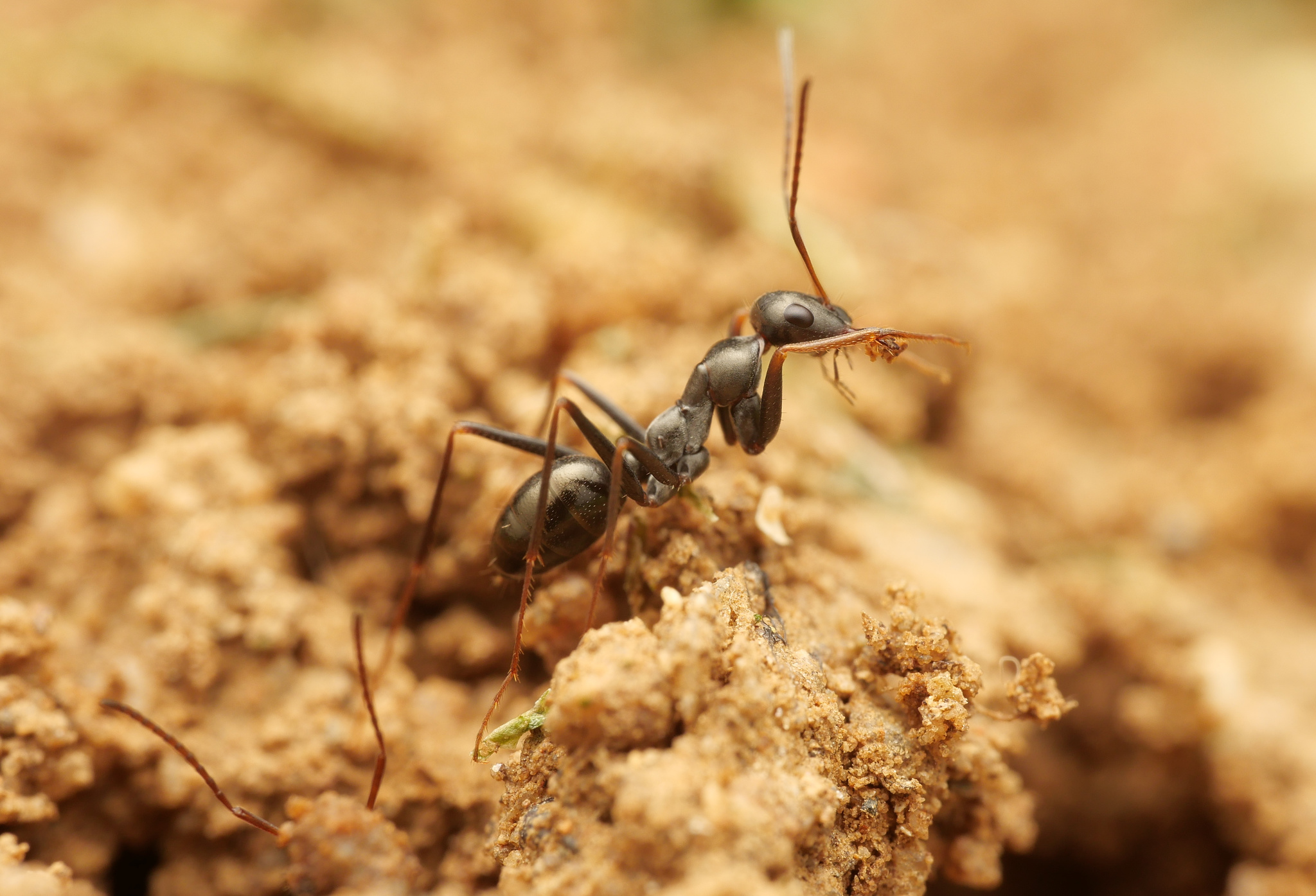 Cataglyphis hellenica