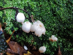 Favolaschia manipularis