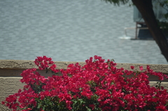 Magnoliopsida