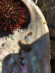 Rhyssoplax polita