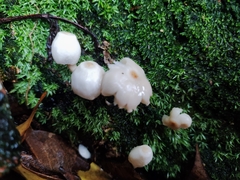 Favolaschia manipularis