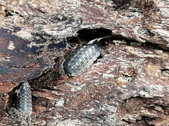 Porcellio spinicornis