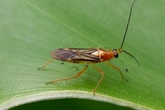 Insecta