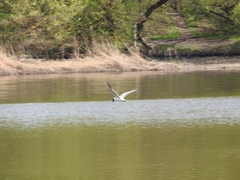 Chroicocephalus ridibundus