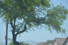 Parkinsonia