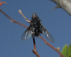 Diptera