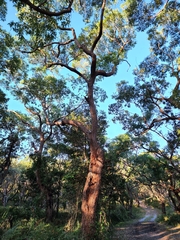 Eucalyptus botryoides