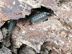 Porcellio spinicornis
