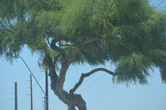 Parkinsonia florida