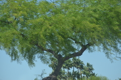 Prosopis