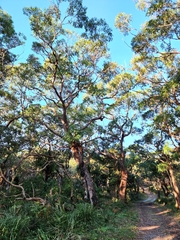 Eucalyptus botryoides