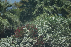 Nerium oleander